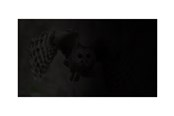 Akcesoria komputerowe - Natec OWL notebook privacy filter - NFP-1474