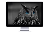 Akcesoria komputerowe - Natec OWL - NFP-1478
