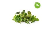 Inteligentny dom - Click & Grow Smart Garden Refill 9-pack Italian Herbs Mix - PPMIPX9