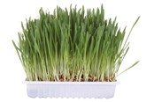 Koty - Trixie Trawa dla Kota z Tacką 100g - TX4235