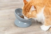 Koty - Trixie Ergonomic Feeding Bowl Ceramic XXL 0.35L 17cm - TX24805