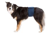 Psy - Trixie Washable Nappies for Male Dogs S-M Waist 37-45cm - TX23662