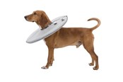 Psy - Trixie Protective collar polyester/foam S: 30–34 cm/19.5 cm grey - TX19423