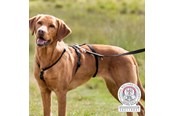 Psy - Trixie Panic Harness Stay Escape-Proof Dog Harness L-XL 75-Stomach Circum: 75-100cm - TX13094