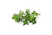 Inteligentny dom - Click & Grow Smart Garden Refill 3-pack - Thyme - SGR17X3