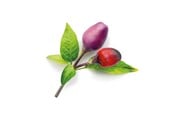 Inteligentny dom - Click & Grow Smart Garden Refill 3-pack - Purple Chili Pepper - SGR46X3