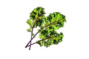 Inteligentny dom - Click & Grow Smart Garden Refill 3-pack - Red Kale - SGR47X3