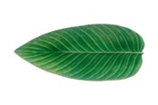 Akcesoria kuchenne - Costa Nova Serving dish oblong leaf Riviera 40 x 17 cm Green/Black - 22783