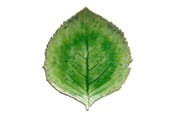Zastawa stołowa - Costa Nova Plate hydrangea Riviera 22 x 19 cm Green/Black Ceramic - 22716