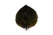 Akcesoria kuchenne - Costa Nova Asiet Hydrangea leaf Riviera 17 x 15 cm Dark green/Black - 22703