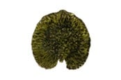 Zastawa stołowa - Costa Nova Plate Water lily pad Riviera 18 x 17 cm Dark green/Black - 22706