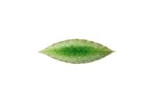 Akcesoria kuchenne - Costa Nova Asiet bay leaf Riviera 18 x 5.7 cm Green/Black Ceramic - 22707