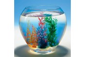 Zabawki - Goki Magic Shell 1pc. - 60836