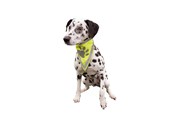 Psy - Trixie Chustka bezpieczeństwa dla psów L-XL 43-60cm - TX30123
