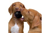 Psy - KONG Dog Toy Ball Extreme Small 6cm - 340424