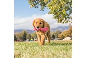 Psy - KONG Zabawka dla psa Wubba Puppy 21cm - 340468