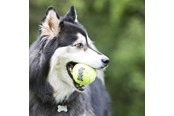 Psy - KONG Zabawka dla psa SqueakAir Ball XLarge 10cm - 340525
