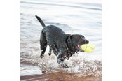 Psy - KONG Zabawka dla psa AirDog Squeaker Football Large 16.5cm - 340529