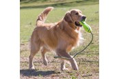 Psy - KONG Zabawka dla psa Airdog Fetch Stick z Liną - 340537