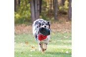 Psy - KONG Dog Toy Extreme Flyer Frisbee 25cm - 340704