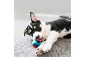 Psy - KONG Dog Toy Squeezz Action Ball Red Medium (3-Pack) - 340706