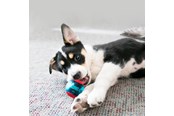 Psy - KONG Dog Toy Squeezz Action Ball Red Small (3-Pack) - 340707