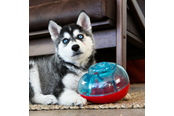 Psy - KONG Dog Toy Rewards Shell S - 340741