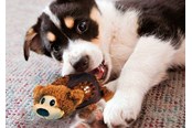 Psy - KONG Dog Toy Shells Bear 14cm - 340810