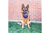 Psy - KONG Dog Toy Flexball 15cm - 340861