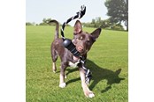 Psy - KONG Dog Toy Extreme Dental W/Rope Medium - 340930