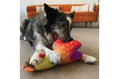 Psy - KONG Dog Toy Ballistic Vibez Llamas Medium/Large 28cm - 341123