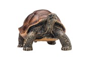 Zabawki - Mojo Wildlife Giant Tortoise - 387259