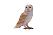 Zabawki - Mojo Wildlife Barn Owl - 381054