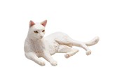 Zabawki - Mojo Farmland Lying Cat White - 387368