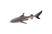 Zabawki - Mojo Sealife Blacktip Reef Shark - 387357