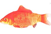 Koty - FLAMINGO - Cat toy Flounder electric fish orange - 540058517707