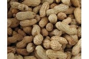 Food, Snacks & Vitamins - Hobby First Peanuts with shell 10 kg - 0568
