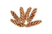 Artykuly Artystyczne & Rzemieslnicze - Colorations - Strobus Cones 6 pcs. - 38WD15