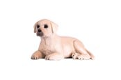 Figurki - Mojo Farmland Labrador Puppy - 387272