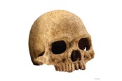 Ryby - EXO TERRA Skull Large 17 x 13.5 x 11.5 cm. - HPT2855