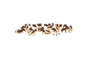 Figurki - Kids Globe Cows Red/Fur 12pcs. 1:32 - 571968