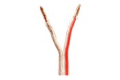 Kabel audio - Nedis bulk speaker cable - 100 m - CAGW4000TR1000