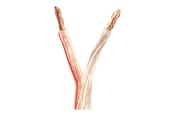 Kabel audio - Nedis bulk speaker cable - 100 m - CAGW6000TR1000