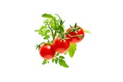 Inteligentny dom - Click & Grow Click and Grow - Smart Garden Refill 3-pack - Mini Tomato (SGR5X3) - SGR5X3
