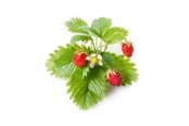 Inteligentny dom - Click & Grow Click and Grow - Smart Garden Refill 3-pack - Wild Strawberry (SGR24X3) - SGR24X3