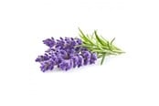Inteligentny dom - Click & Grow Click and Grow - Smart Garden Refill 3-pack - Lavender (SGR30X3) - SGR30X3