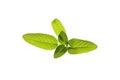 Inteligentny dom - Click & Grow Click and Grow - Smart Garden Refill 3-pack Garden Sage - SGR7X3