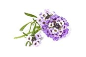 Inteligentny dom - Click & Grow - Smart Garden Refill 3-pack Sweet Alyssum - SGR35X3