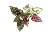 Inteligentny dom - Click & Grow - Smart Garden Refill 3-pack - Polka Dot Plant (SGR48X3) - SGR48X3