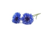 Inteligentny dom - Click & Grow Click and Grow - Smart Garden Refill 3-pack Cornflower - SGR36x3
